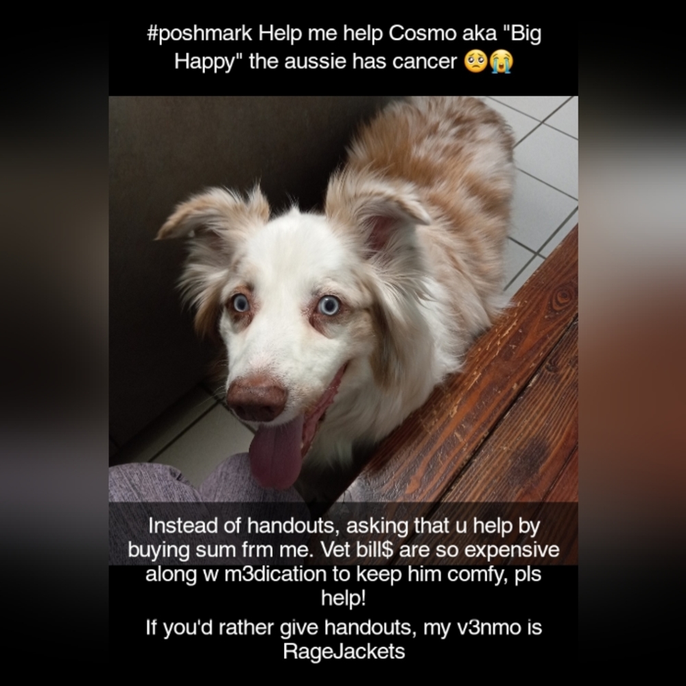 Please help Cosmo, aka "Big Happy" my red Merle aussie has cancer 😭🥺 - Picture 6 of 17